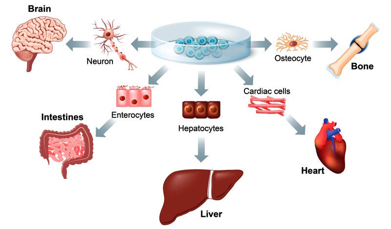Stem Cells And Regenerative Medicine Overview And Faqs